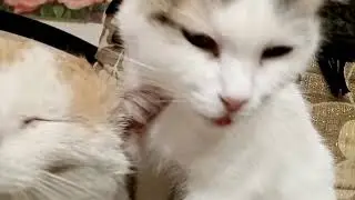 кошки 2