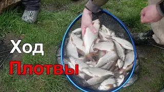 Ход Плотвы на Реке Сула 2023