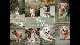 DOG VIDEO LUTS FOR FINAL CUT PRO, PREMIERE PRO AND DAVINCI RESOLVE