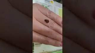Моя домашняя божья коровка