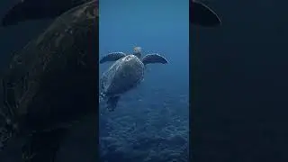 Sea turtle into infinity