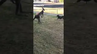 DOG vs KANGAROO! #shorts #dog #vs #kangaroo