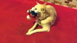 Luna & Mr. Bill