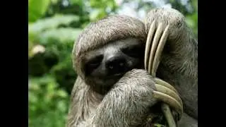 Evolution of Sloths