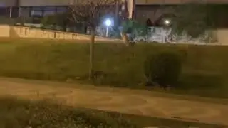 На улицы Пятигорска возвращаются зайцы