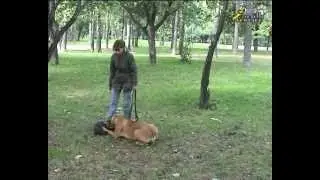 Дрессировка ОКД как научить бурбуля команде место