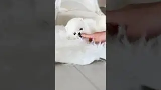 Teddy bear white miniteacup pom😍😍 omg!! #shortvideo #cutedog #cutepuppy #miniteacup adorable💕