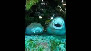 Подруга, Ну ЧЕ человека Не видно? 🦈👀🤣🔥👍Girlfriend, why can’t you see the person? 🦈👀🤣🔥👍