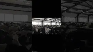 Коровник беспривязного содержания КРС в Республике Татарстан
