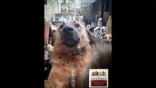 Они Все Попали в Приют.#dogs #бездомныеживотные #собака#приютлюбимки