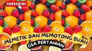 Judul petik buah-buahan segar || Panen Buah