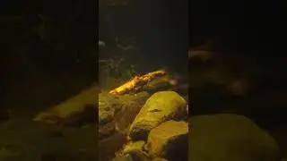 Platypus swimming around #wildlife #australia #nature #animals #shorts #swimming
