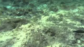 Red Sea coral reef, Egypt 12