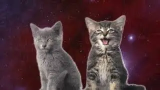 Лайк за котиков 😙
