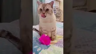 Не мог вернуться домой без игрушки.