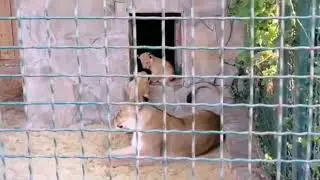 Первое поколение малышей Муфасы и Лисы