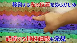 プレスリリース解説 vol.26「嗅内皮質における将来の位置の格子表現」