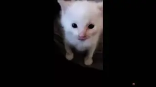 hi herbert