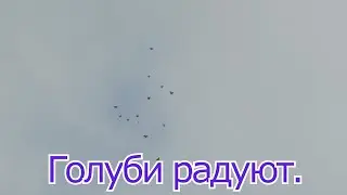 Голуби радуют.