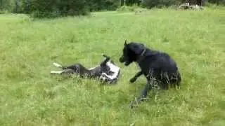 Wanna roll around in the grass with me....
