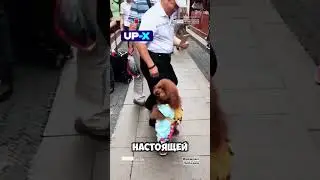 Собака всех удивила 😍