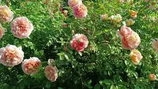 Восхитительная роза Abraham Darby. Непревзойденная классика Д. Остина.