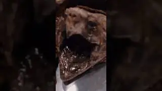 Tartaruga-aligator, mais perigosa do mundo