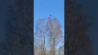 Сходка ворон