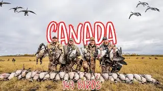 Goose Hunting in CANADA (143 BIRDS)