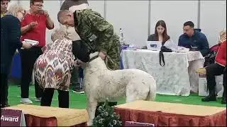 Наша первая выставка и первый диплом!!!