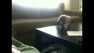 топ 5 Смешные падение кошек  Видео подборка  funny cats