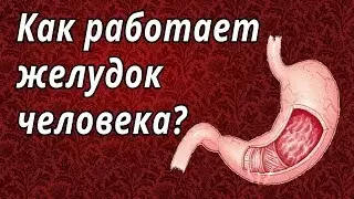 Как работает желудок человека?