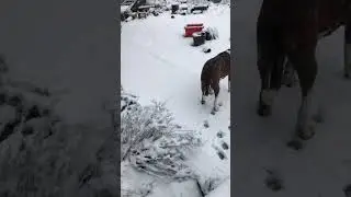 winter snow dog and chickens enjoying #winter #snow #pets #dog #chicken