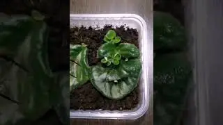 размножение фиалки листом