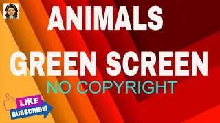 ANIMALS GREEN SCREEN / CHROMA KEY ANIMALS / compilation of animals green screen