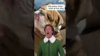 English Bulldog Love #happy #funny #cuteanimals #dogs #sargeandchunk