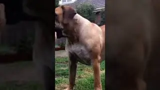 Big Boerboel Shoe Thief