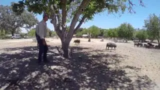 Thomas Hill Organics Presents Rancher's Alliance