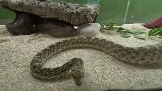 Reptile Museum - Eddesa - Greece