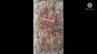 Village Creatures ant is eating