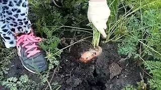 News from the garden. Carrot. Greetings from the horned ones!