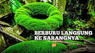 Berpetualang mencari Sarang Chana dan Lembat langsung di Bakar makan bersama