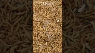 Mealworms vs Frog #timelapse #goinsidetimelapse #timelapsevideo #mealwormseating  #mealworms