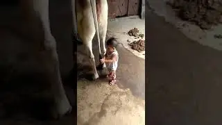 ایک بچہ جو گائے کے ساتھ کھیل رہا ہے