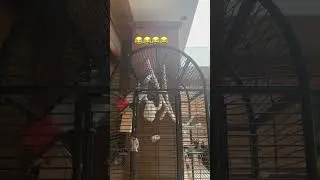 Սոֆչկան առավոտ շուտ