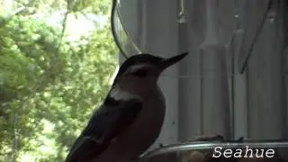 White Breasted Nuthatch