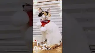 Merry Christmas 🎄 😺