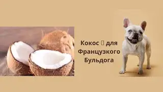 КОКОС Вкусовые пристрастия Французкого Бульдога