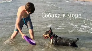 Буль Терьер на море #бультерьер #bullterrier #собака #dog #море #пляж #песок #fyp #viralvideo