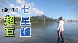 社子島超巨七星鱸